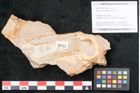 Foto (Objekt + Etikett) von Quercus cuspidata Rossm. (NHMW-GEO-2024-0188-7925)